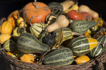 harvested pumpkins harvest