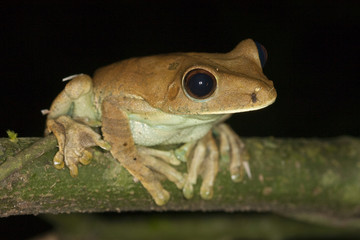 Tropical tree frog at night in the rain forest of the Amazon in Peru with a mosquito on its nose