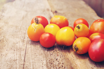Yellow and red tomatoes on an old wooden surface. Harvest tomato.