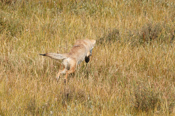 Coyote jumping and hunting
