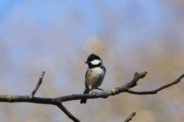 Black-headed tit on a branch of walnut