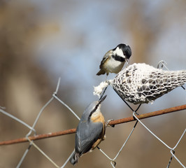 Attack of birds on the feeder with food ...