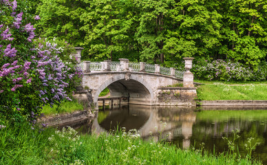 Fototapeta na wymiar Blooming lilac against Visconti Bridge in Pavlovsk Park near Sai