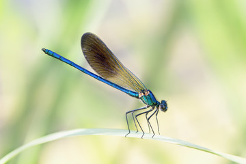 Libélula con el cuerpo de color azul 