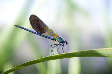 Libélula con el cuerpo de color azul