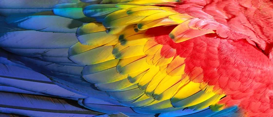  Papegaaiveren, rode, gele en blauwe exotische textuur © denys_kuvaiev