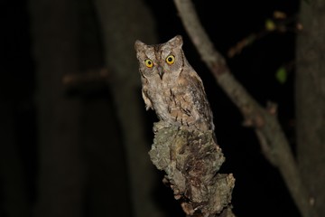 Eurasian scops owl