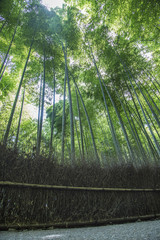 Obraz na płótnie Canvas Bamboo forest