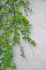 Detail of autumnal green ivy on painted wall. Leaves on plaster