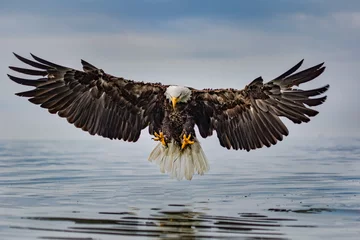 Poster Eagle Landing © Jordan