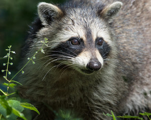 Racoon Portrait