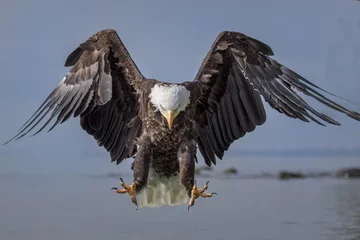 Zelfklevend Fotobehang Eagle Landing © Jordan