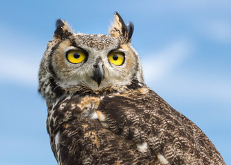 Obraz premium Horned Owl