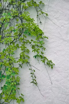 Detail of autumnal green ivy on painted wall. Leaves on plaster © Karol Adamaszek