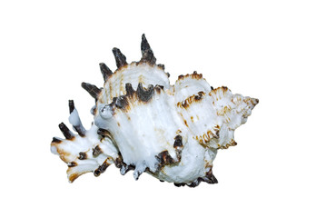 Isolated Sea Shell on White Background