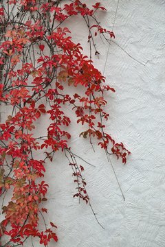 Detail of autumnal red ivy on painted wall. Vines leaves on white plas