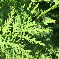 Leylandii foliage