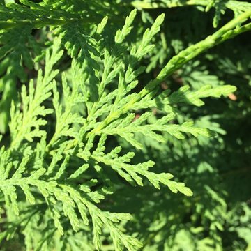 Leylandii Foliage