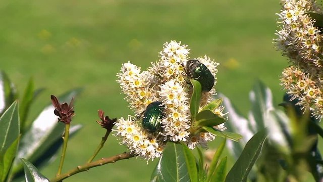 Goldgl&auml;nzende Rosenk&auml;fer krabbeln auf dem Kirschlorbeer