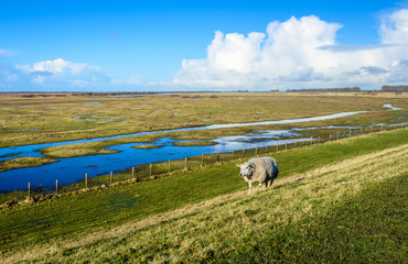 Sheep walks along a fence next to a flooded park