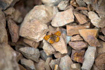 Butterfly on the Rocks