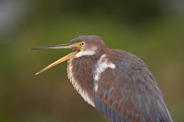Egretta tricolor, tricolored heron, with its beak open in southeast Florida