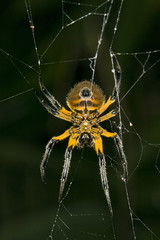 Large orb weaver spider in the amazon basin in Peru.