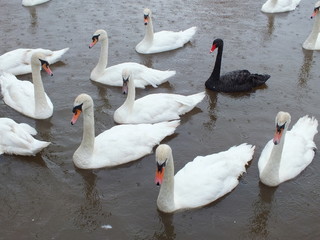 It doesn't matter if you are black or white.  A gaggle of swans waiting for bread thrown by tourists and locals alike