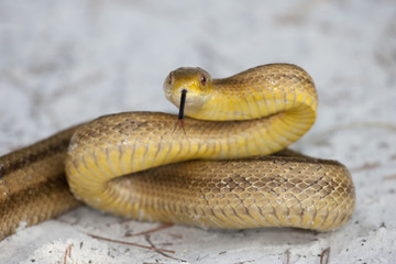 Yellow rat snake with forked tongue in Florida