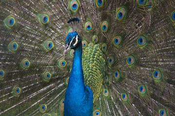 Fototapeta na wymiar Peacock with tail spread.