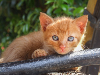 Little red cat, Italy