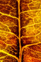 An autumn leaf texture, which looks like lava. The photo was taken by two lenses as the one lens and stacked into the one clear photo.