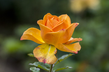 Königin des Gartens - Die Rose