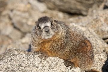 Yellow-bellied marmot on Mount Evans in Colorado.