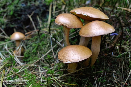 suillus bovinus growing in the forest, also known as the Jersey