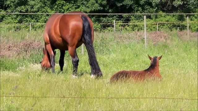 Horses, mare and foal  on meadow
