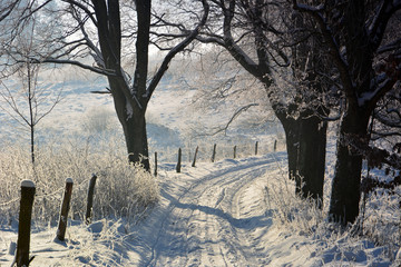 Winter sunny landscape