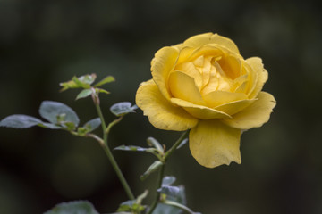 Die Rose