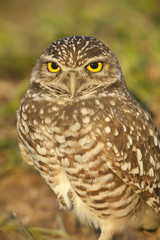 Burrowing owl next to its ground nest in Cape Coral, Florida.