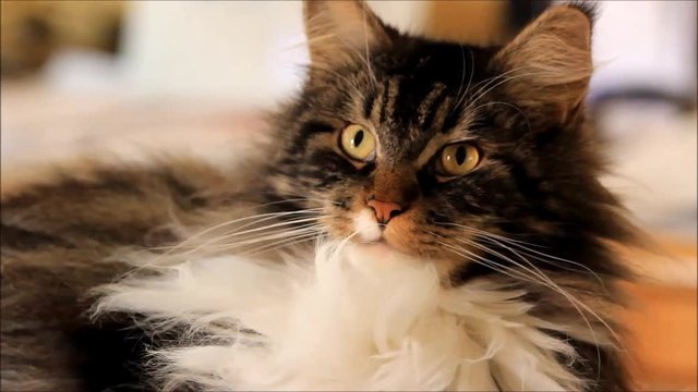 cute cat maine coon looking, animal portrait
