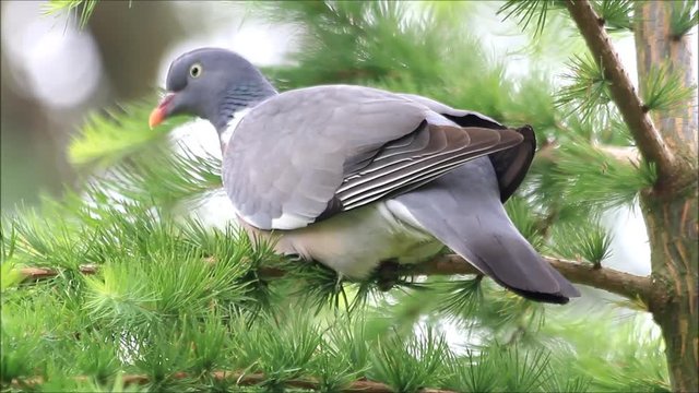 bird wood pigeon on branch, close up
