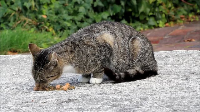 tabby cat eating wet food
