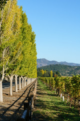 Vineyard in Napa Valley, California