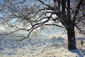 Fototapeta na wymiar Winter sunny landscape