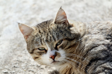 Big fluffy homeless cat with long whiskers and green-yellow eyes laying outdoor.