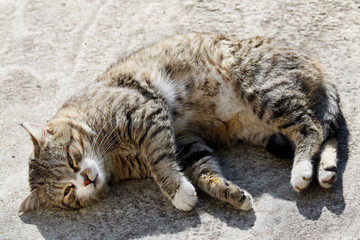 Big fluffy homeless cat with long whiskers sleeping outdoor.