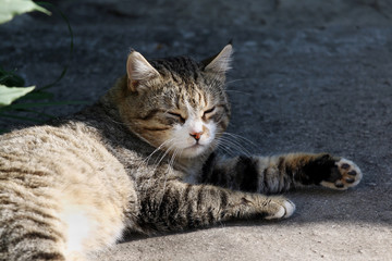 Naklejka na ściany i meble Big fluffy homeless cat with long whiskers sleeping outdoor.