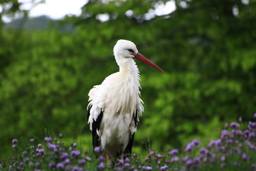 Storch