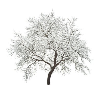 Fototapeta winter tree isolated on white