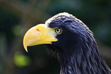 Eagle